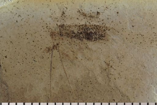 Blattodea
