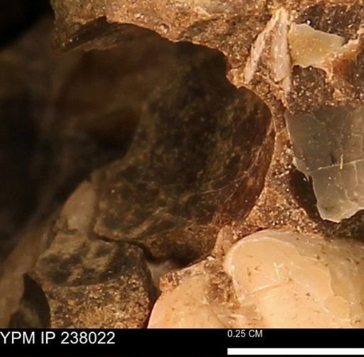 Protocardia subquadrata