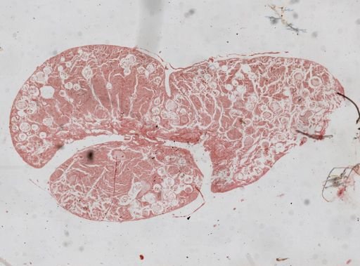 Monocystis agilis