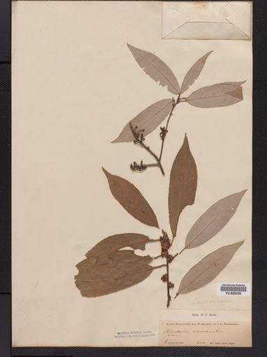 Litsea