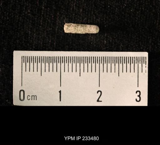 Archaeocidaris sp.
