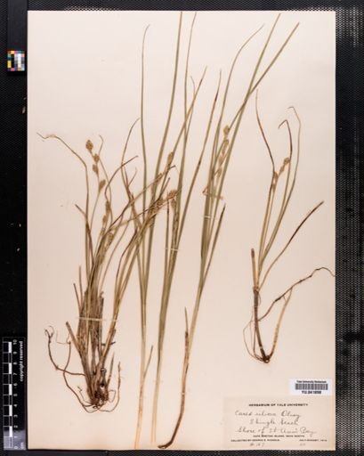 Carex silicea
