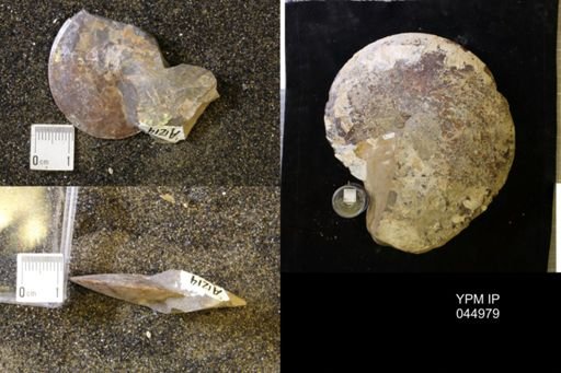 Sphenodiscus lenticularis
