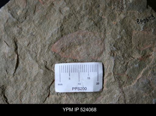 undet. Porifera