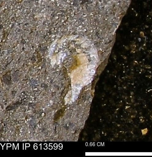 Scaphites sp.
