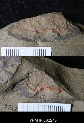 undet. Porifera