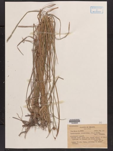 Rhynchospora