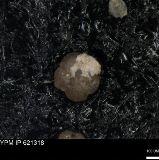 undet. Foraminiferida