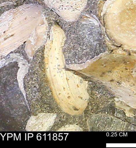 Protocardia sp.