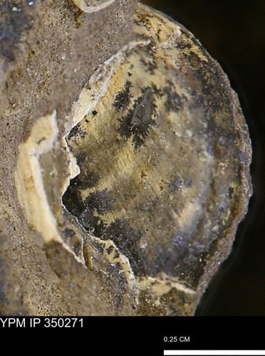 undet. Bivalvia