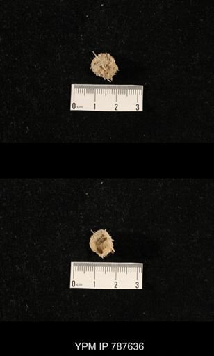 undet. Brachiopoda