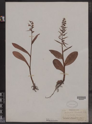 Habenaria bracteata