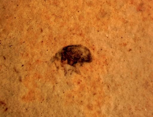 undet. Curculionidae