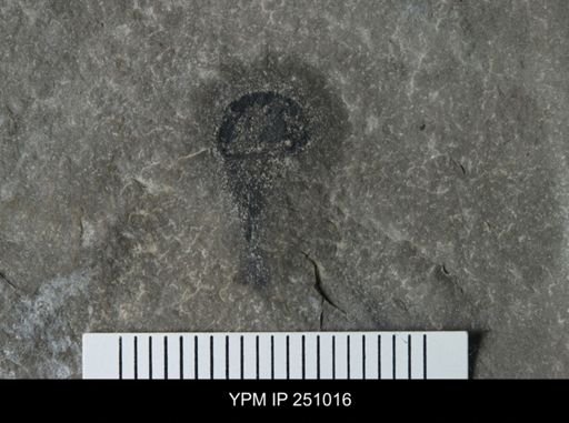 undet. Xiphosurida