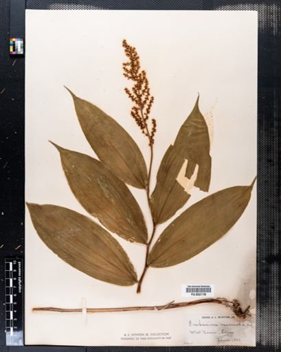 Maianthemum