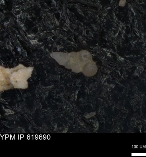 undet. Heterohelicidae