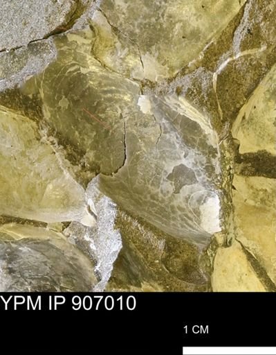 Pseudoptera sp.