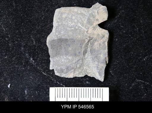 undet. Eurypterida