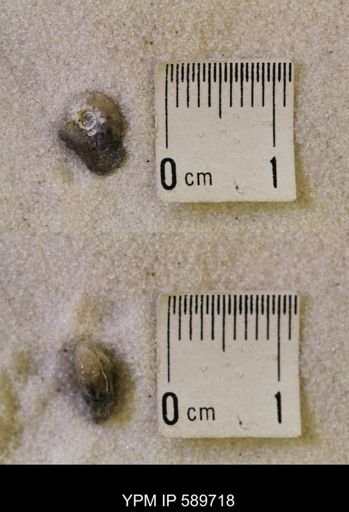 Hoploscaphites nicolletii
