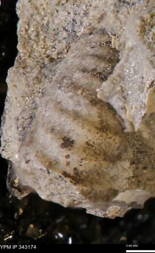 undet. Scaphitidae