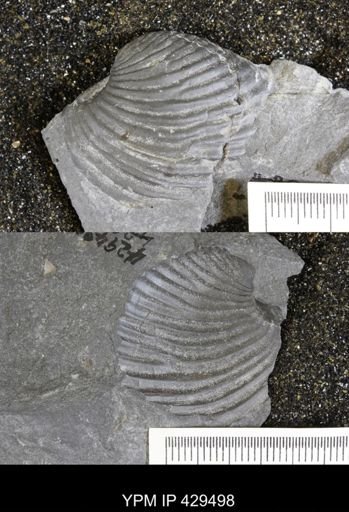 Grammysioidea arcuata