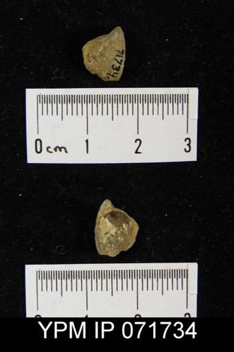Merista tennesseensis