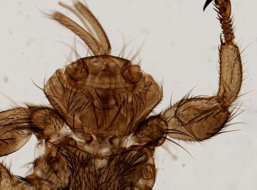 Melophagus ovinus