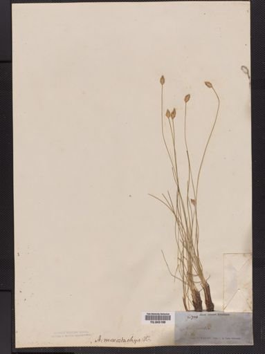 Fimbristylis