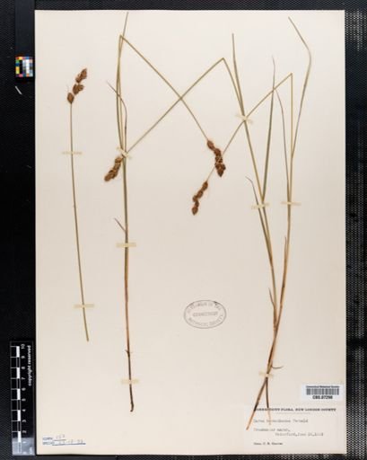 Carex hormathodes
