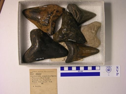 Carcharodon megalodon