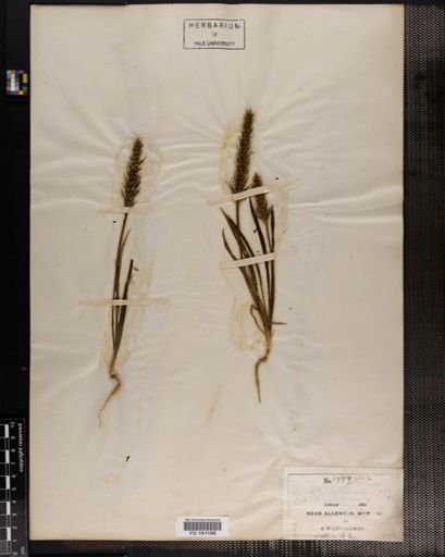 Plantae
