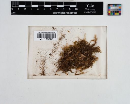 Plantae
