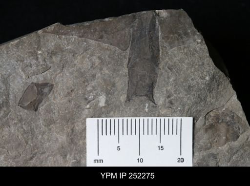 undet. Eurypterida