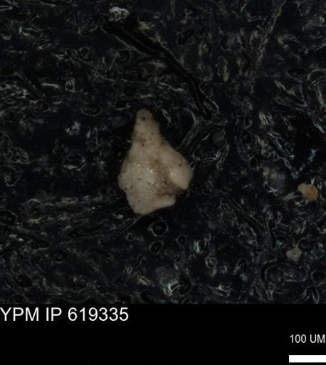 undet. Heterohelicidae