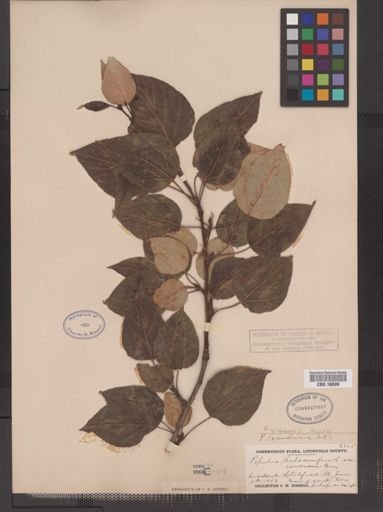 Populus gileadensis