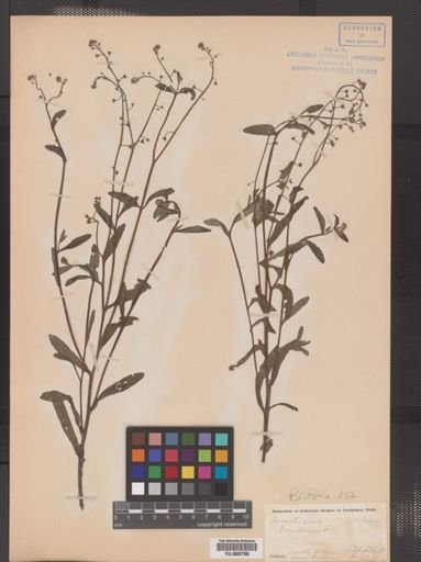 Myosotis laxa