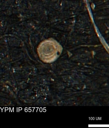 Spirolocammina subcircularis