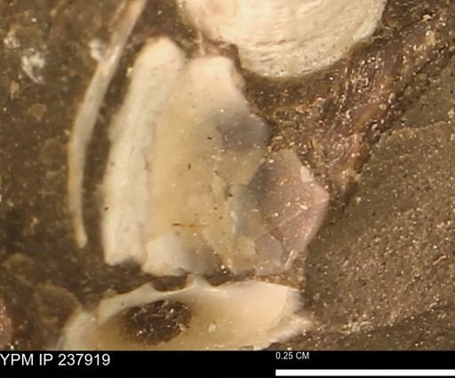 Limopsis striatopunctatus