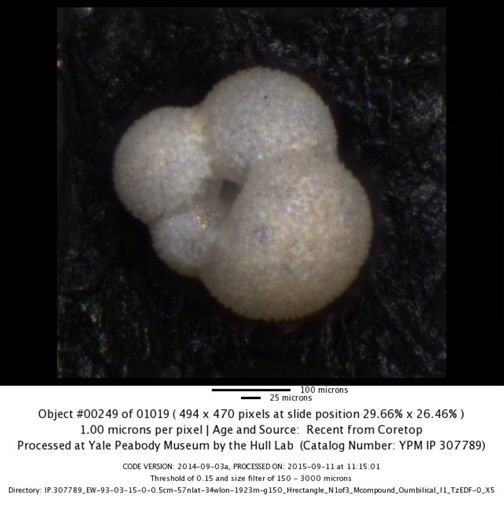 undet. Foraminiferida