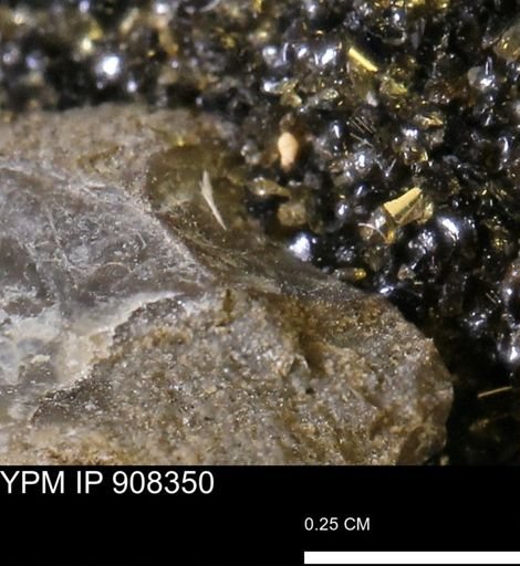undet. Mollusca