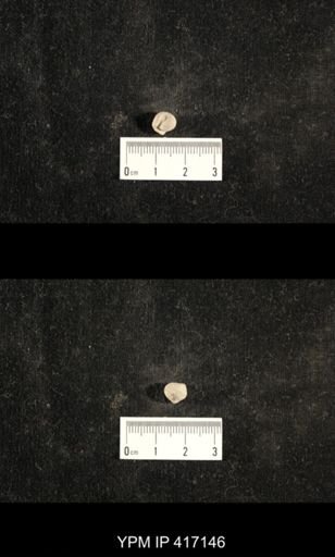 Euphemites carbonarius