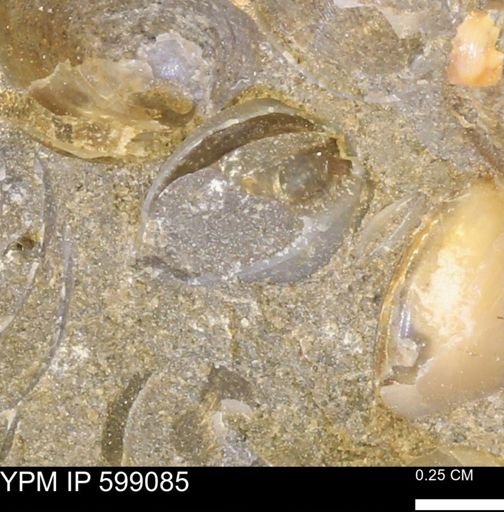 undet. Bryozoa