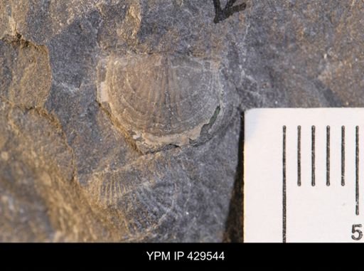 Chonetidae