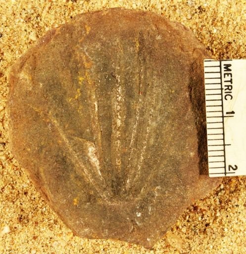 Annularia