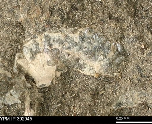 Scaphites sp.