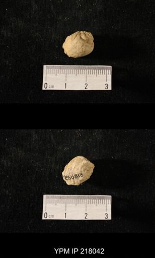 Sphaerodoma sp.