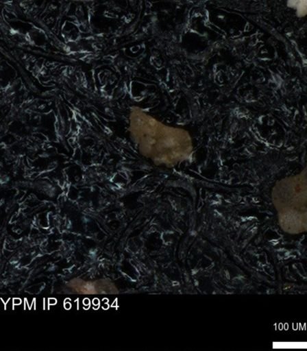 undet. Foraminiferida