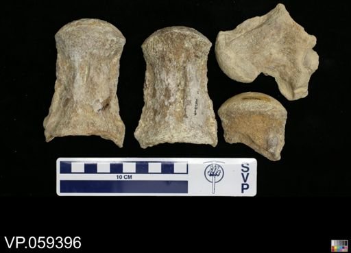 undet. Mosasauridae