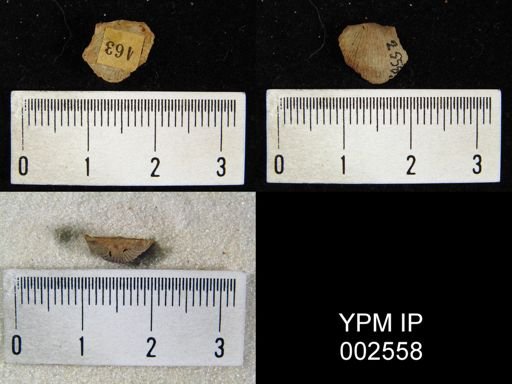 Chonetes crenulatus