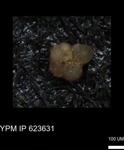 undet. Rugoglobigerinidae